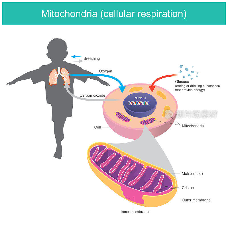 Mitochondria. Illustration explain human body received glucose and oxygen such as eating or drinking after that the cell system changes glucose in a fluid matrix from mitochondria to energy stored and release carbon dioxide gas out."n